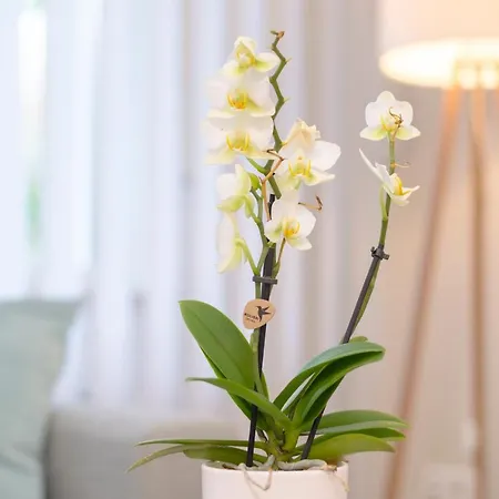 Livingroom Mathildenhoehe