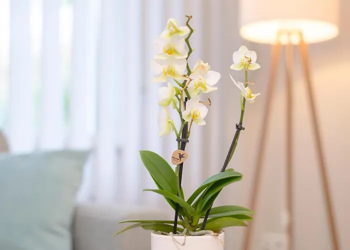 Livingroom Mathildenhoehe